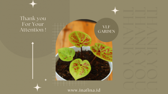 Hobi Merawat Tanaman, Banyak Manfaat Bagi Kesehatan Mental Lho