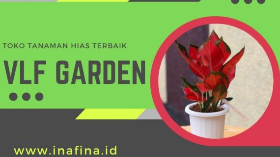 Tanaman Aglonema Murah, Primadona Banyak Pehobi Tanaman Hias
