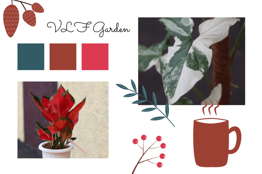 tanaman hias yang sedang populer