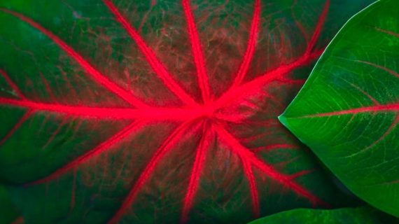 Info Penting Membeli dan Merawat Tanaman Keladi Neon
