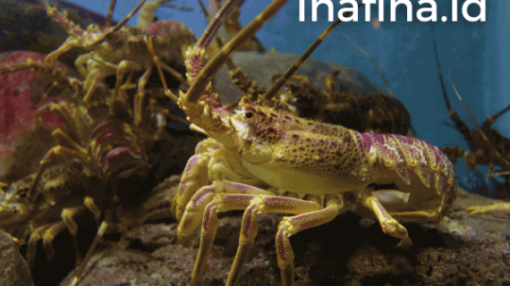 Ingin Memulai Usaha Lobster Air Tawar? Ini Strategi Suksesnya!