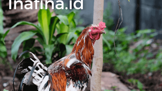 Jangan Mulai Usaha Ternak Ayam Kampung, Sebelum Baca Ini!