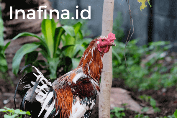 usaha ternak ayam kampung